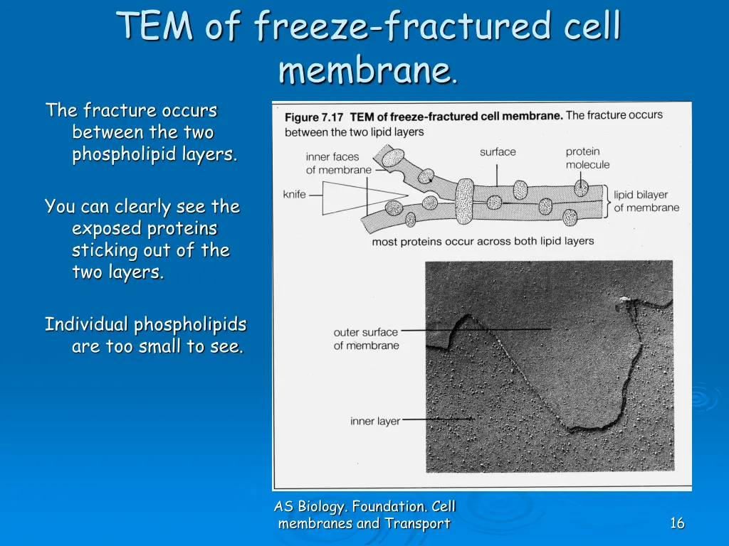 tem of freeze fractured cell membrane