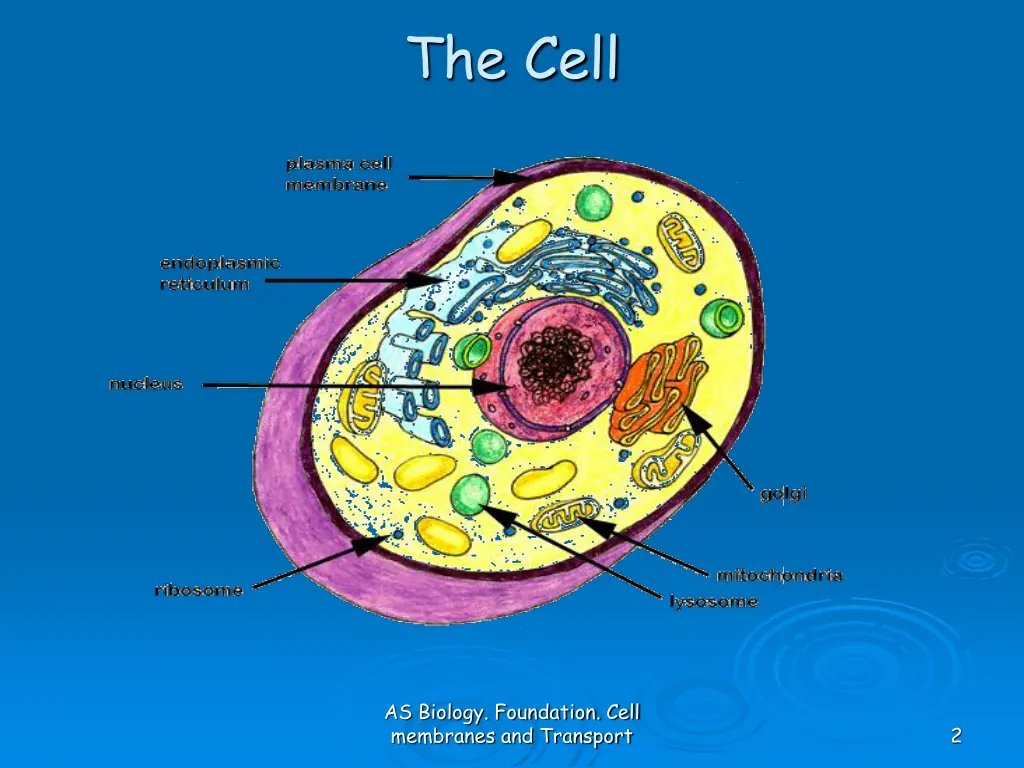 the cell