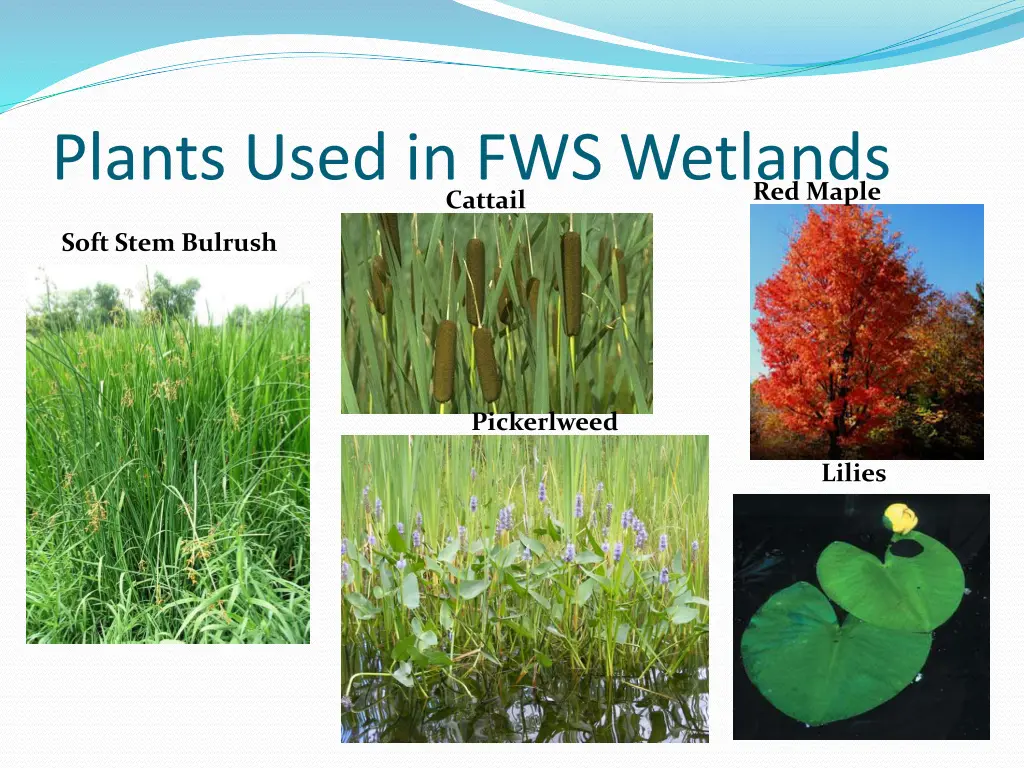 plants used in fws wetlands cattail