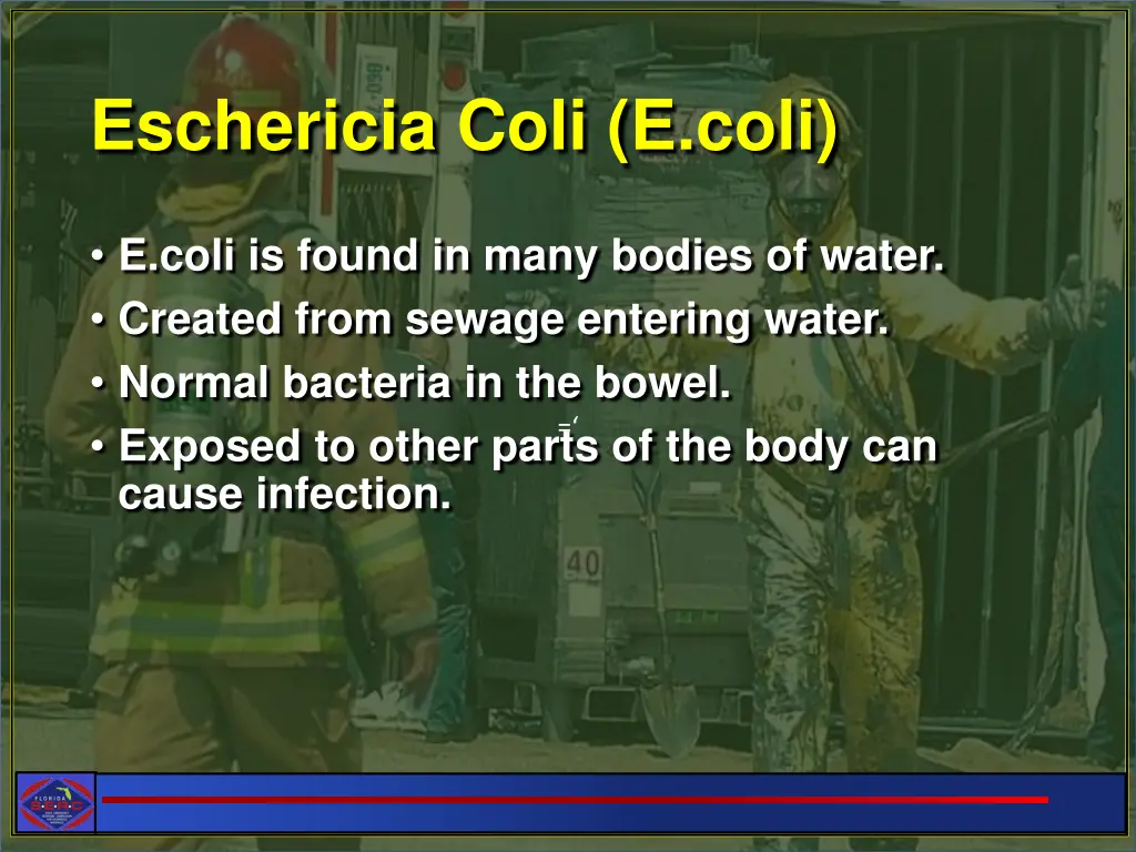 eschericia coli e coli
