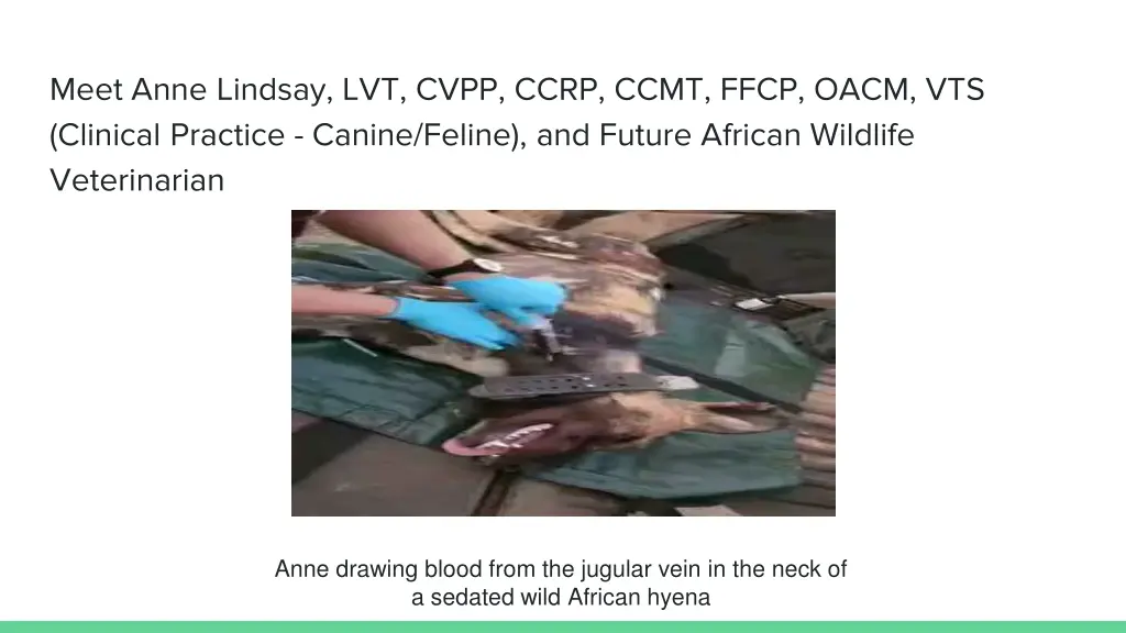 meet anne lindsay lvt cvpp ccrp ccmt ffcp oacm 1