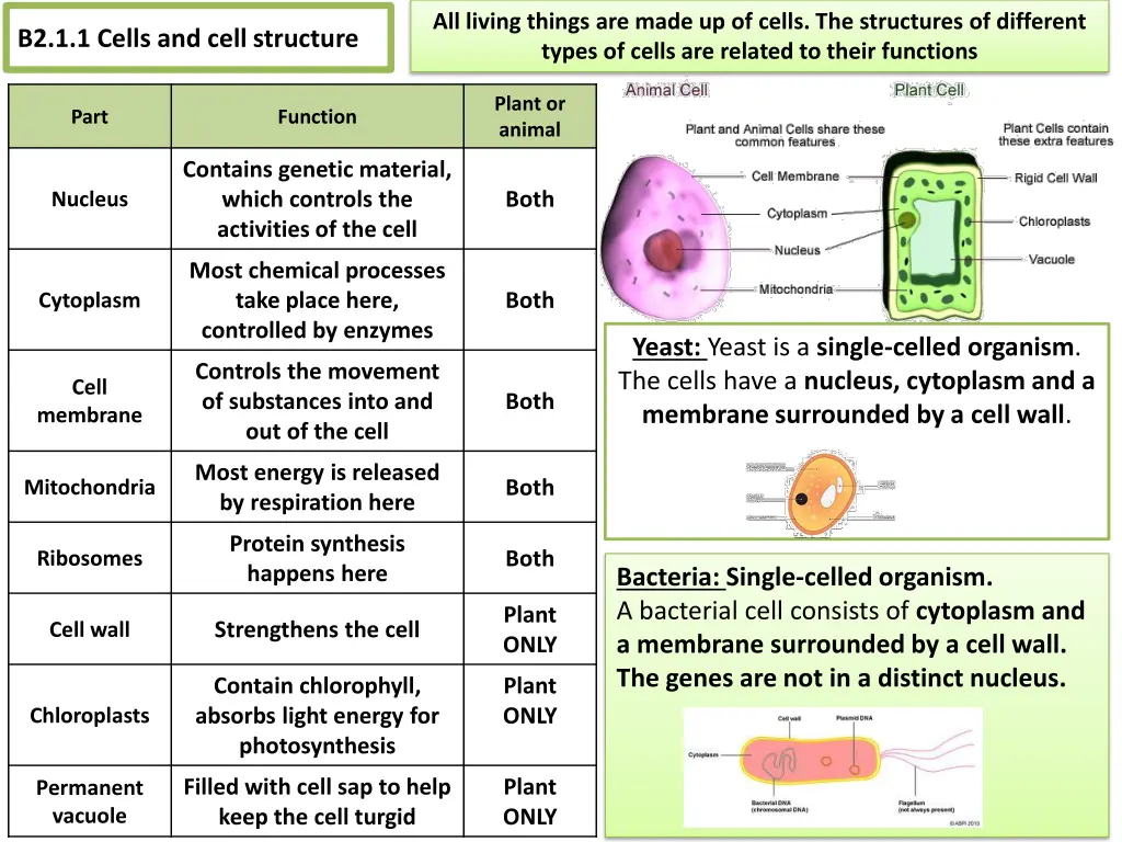 all living things are made up of cells