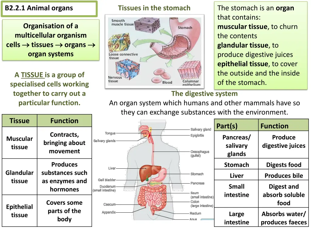 b2 2 1 animal organs