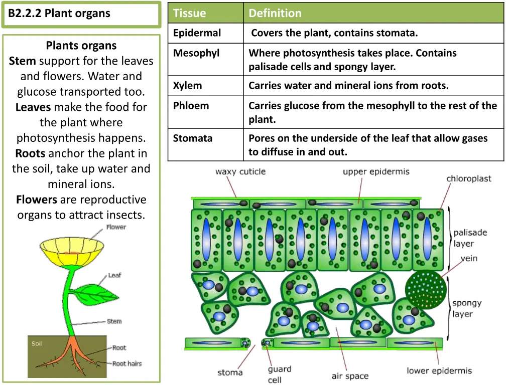 b2 2 2 plant organs