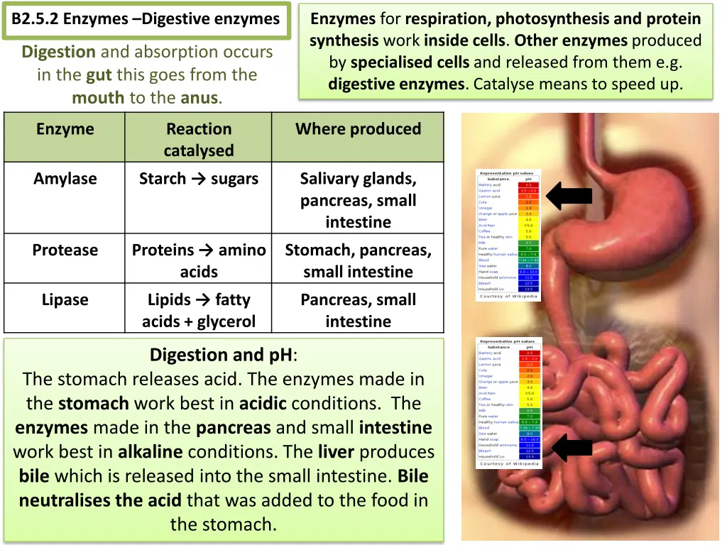 b2 5 2 enzymes digestive enzymes