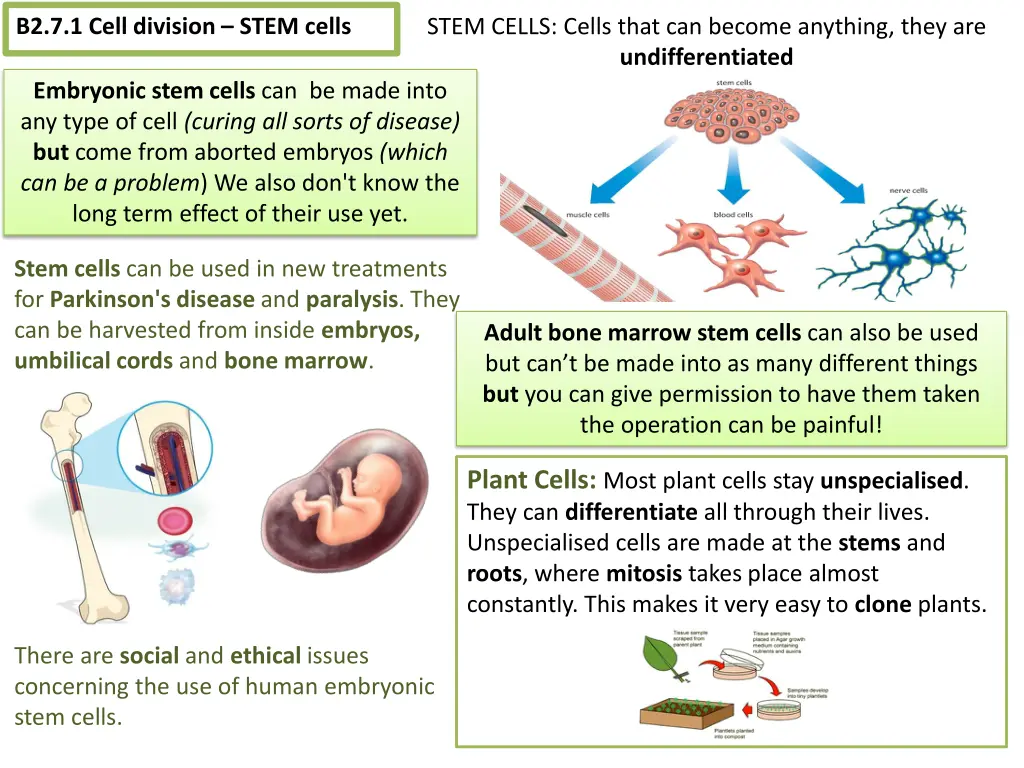 b2 7 1 cell division stem cells