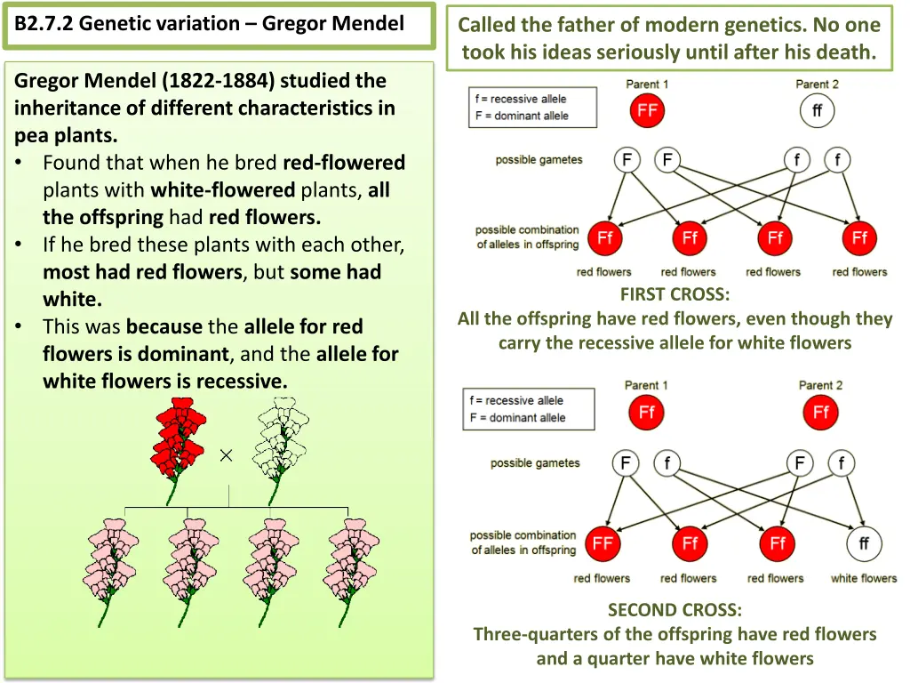 b2 7 2 genetic variation gregor mendel