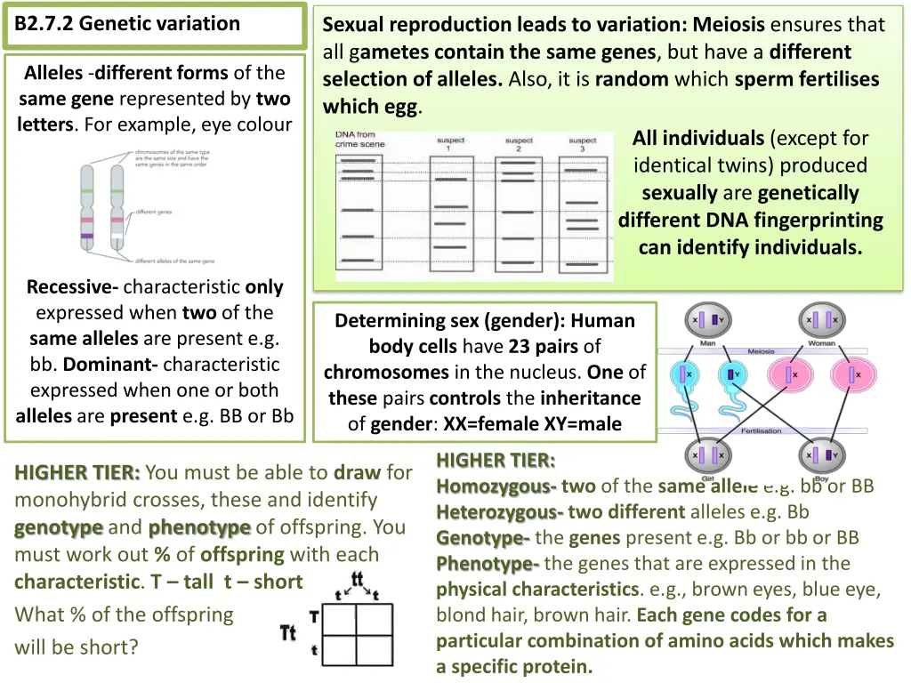 b2 7 2 genetic variation