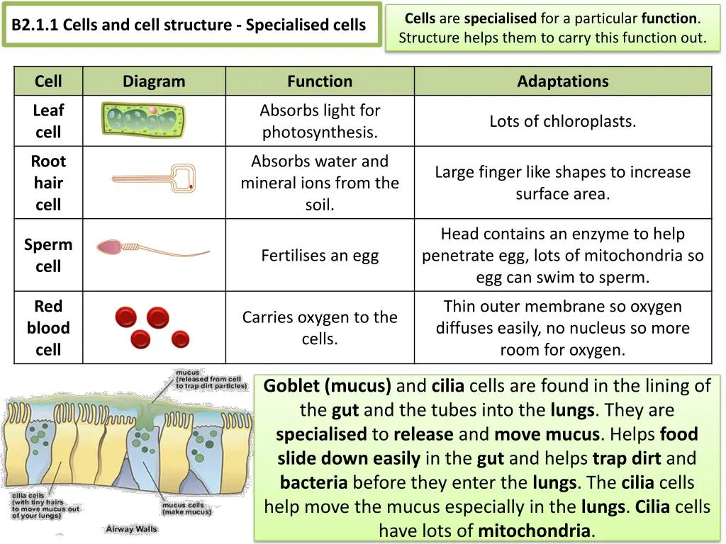 cells are specialised for a particular function