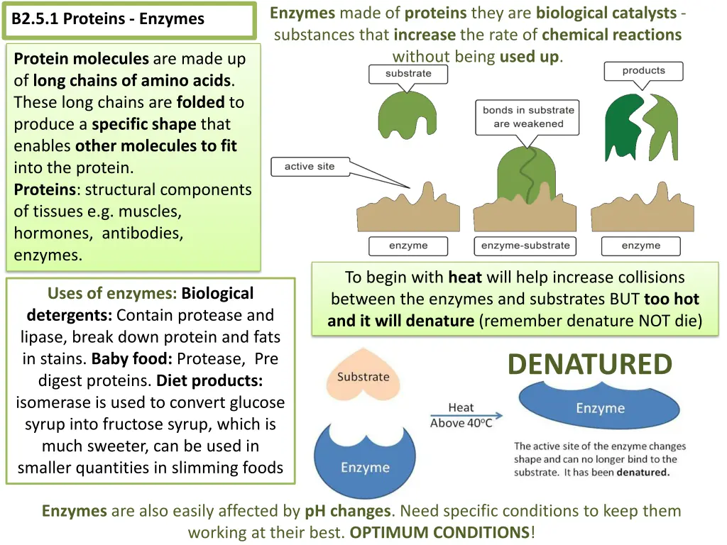 enzymes made of proteins they are biological