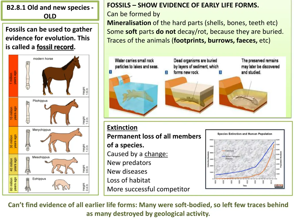 fossils show evidence of early life forms