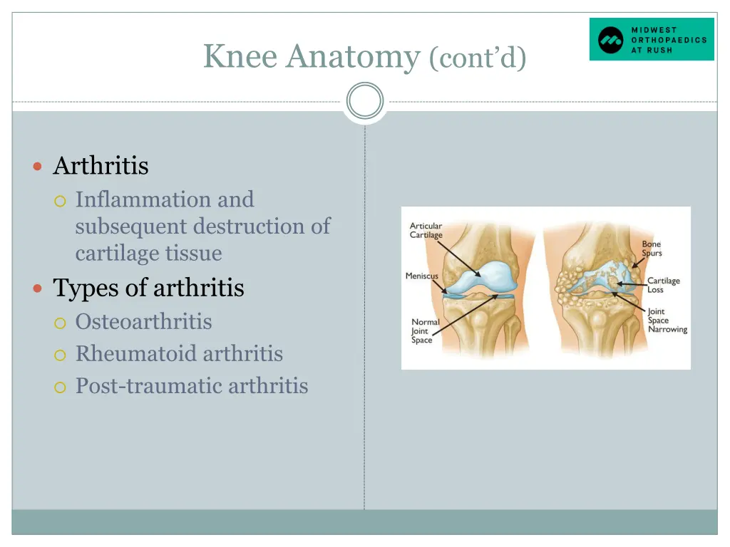 knee anatomy cont d