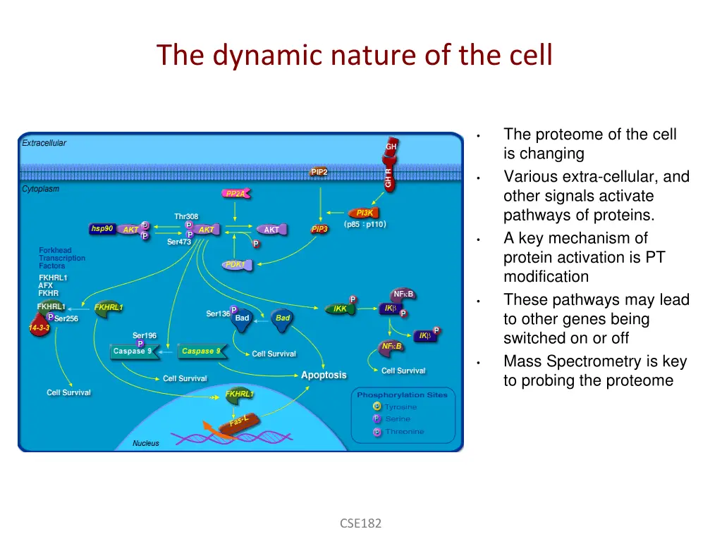 the dynamic nature of the cell