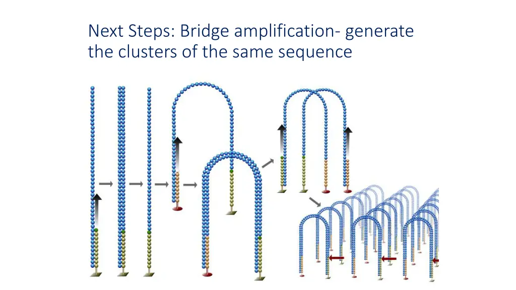 next steps bridge amplification generate
