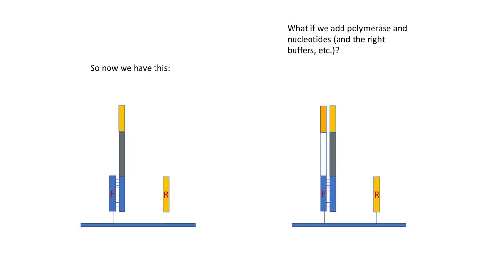 what if we add polymerase and nucleotides