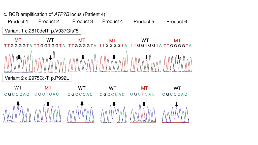 c rcr amplification of atp7b locus patient 4