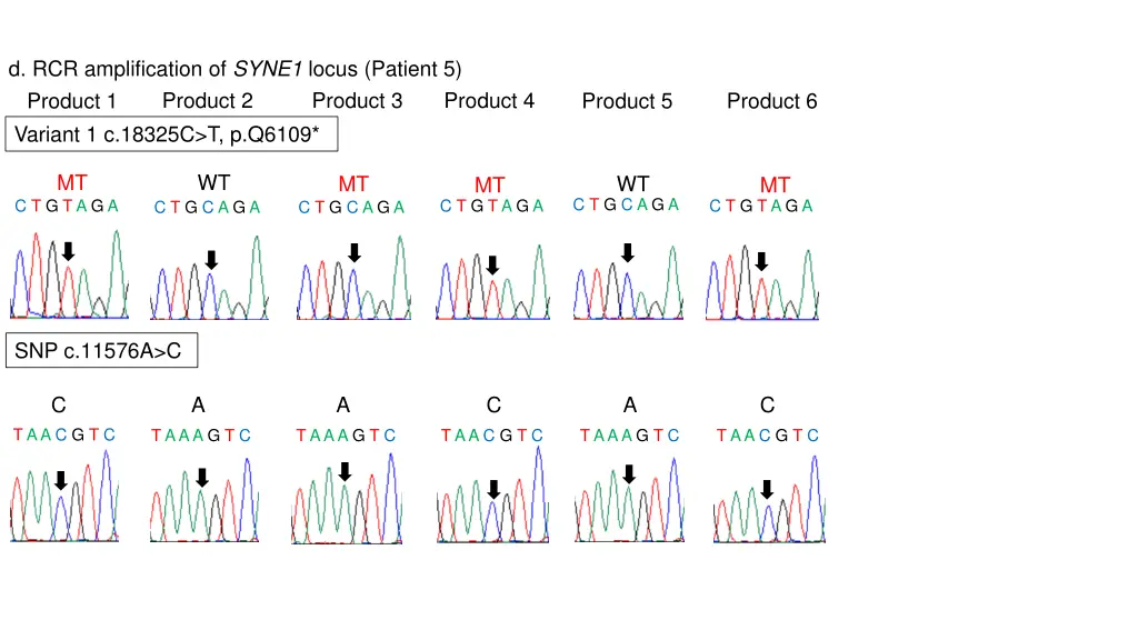 d rcr amplification of syne1 locus patient 5