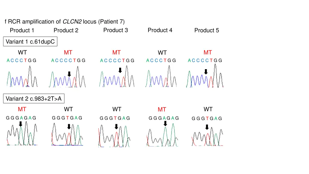 f rcr amplification of clcn2 locus patient 7