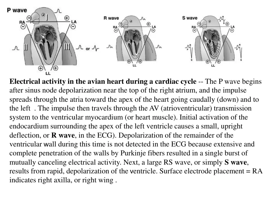 electrical activity in the avian heart during