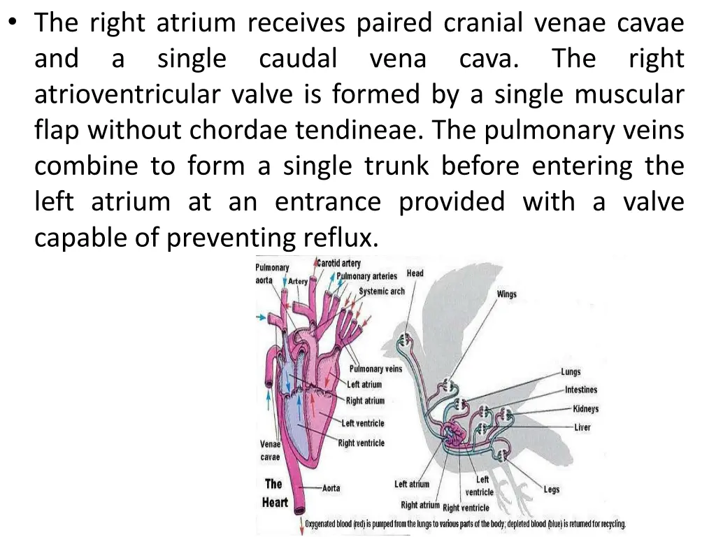 the right atrium receives paired cranial venae