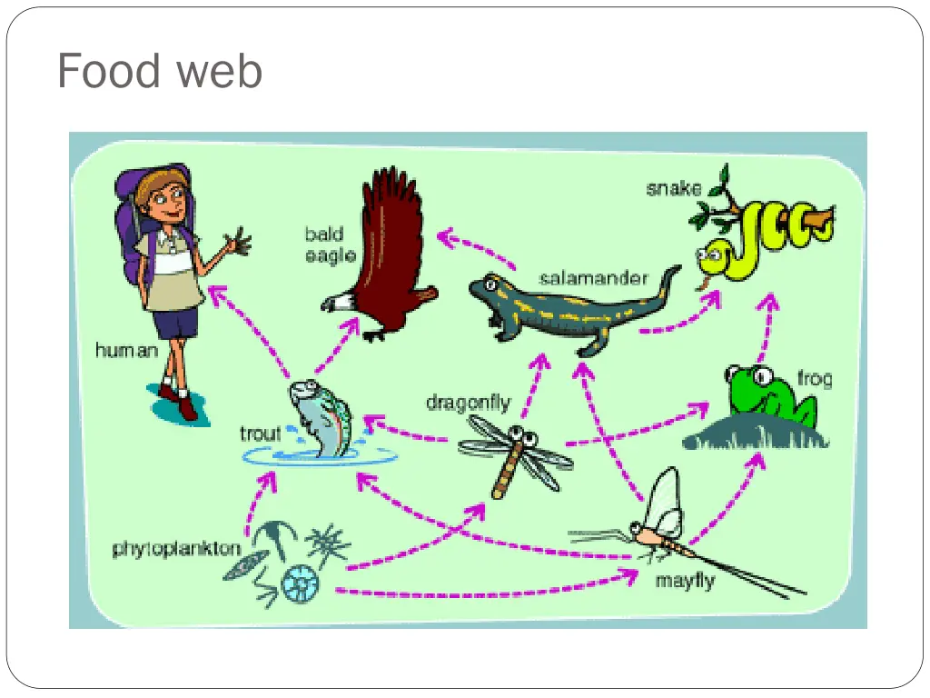food web