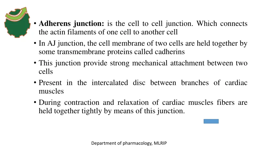 adherens junction is the cell to cell junction