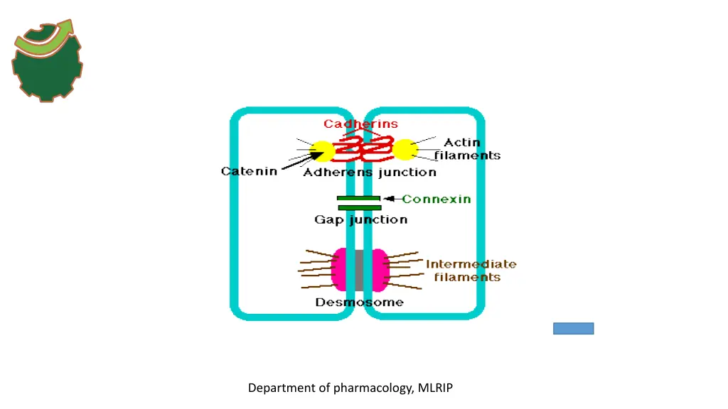 department of pharmacology mlrip