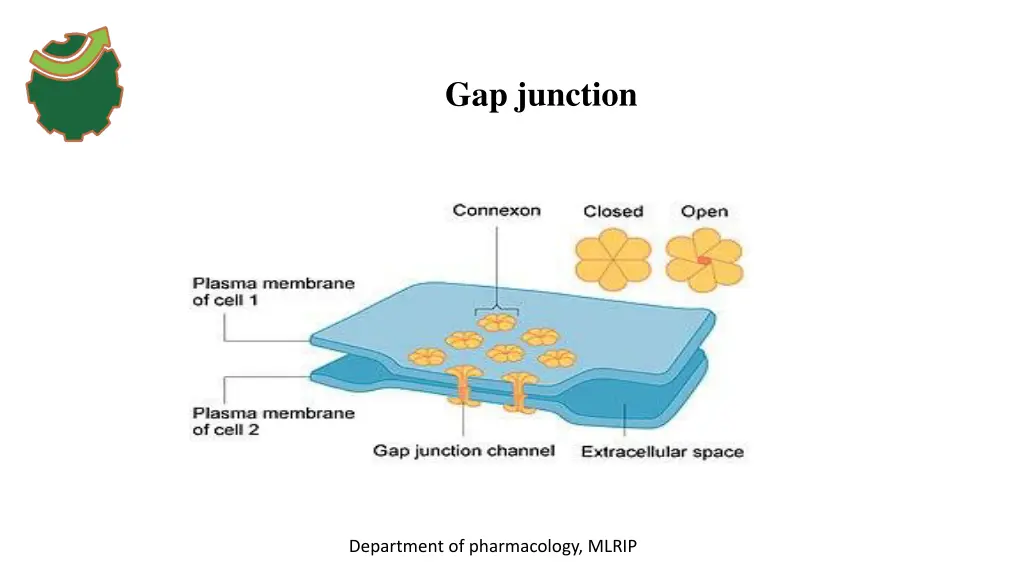 gap junction 1
