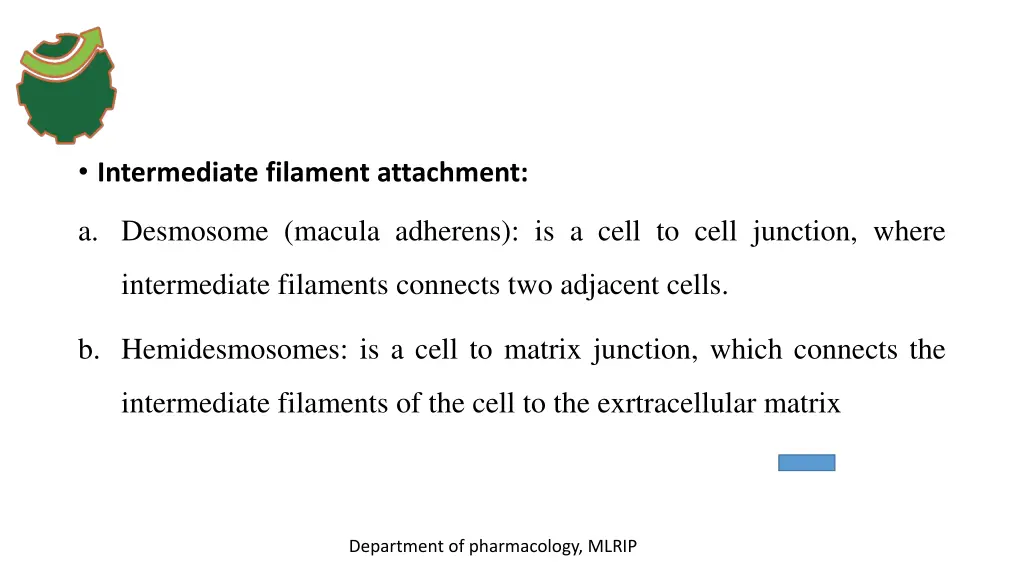intermediate filament attachment
