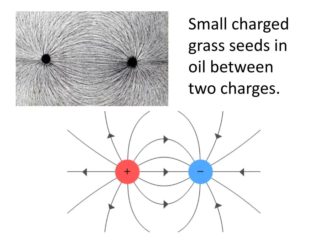 small charged grass seeds in oil between