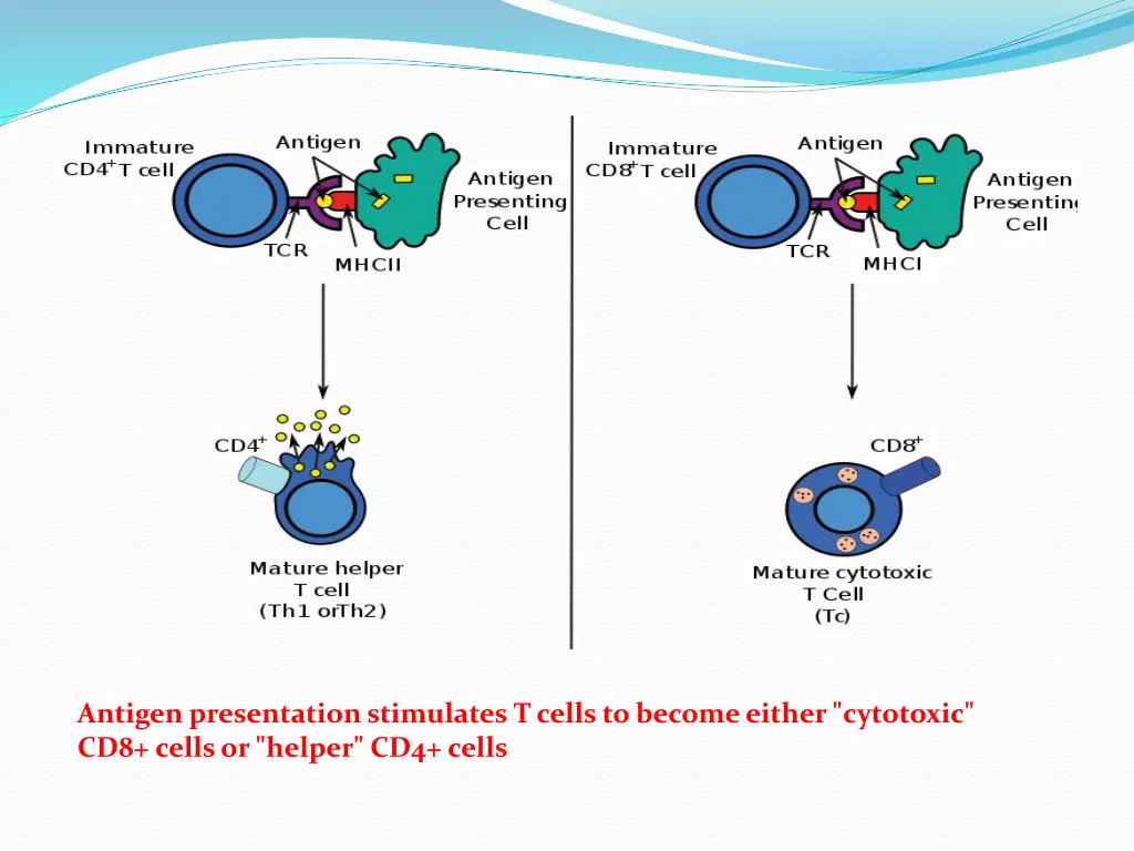 file antigen presentation svg