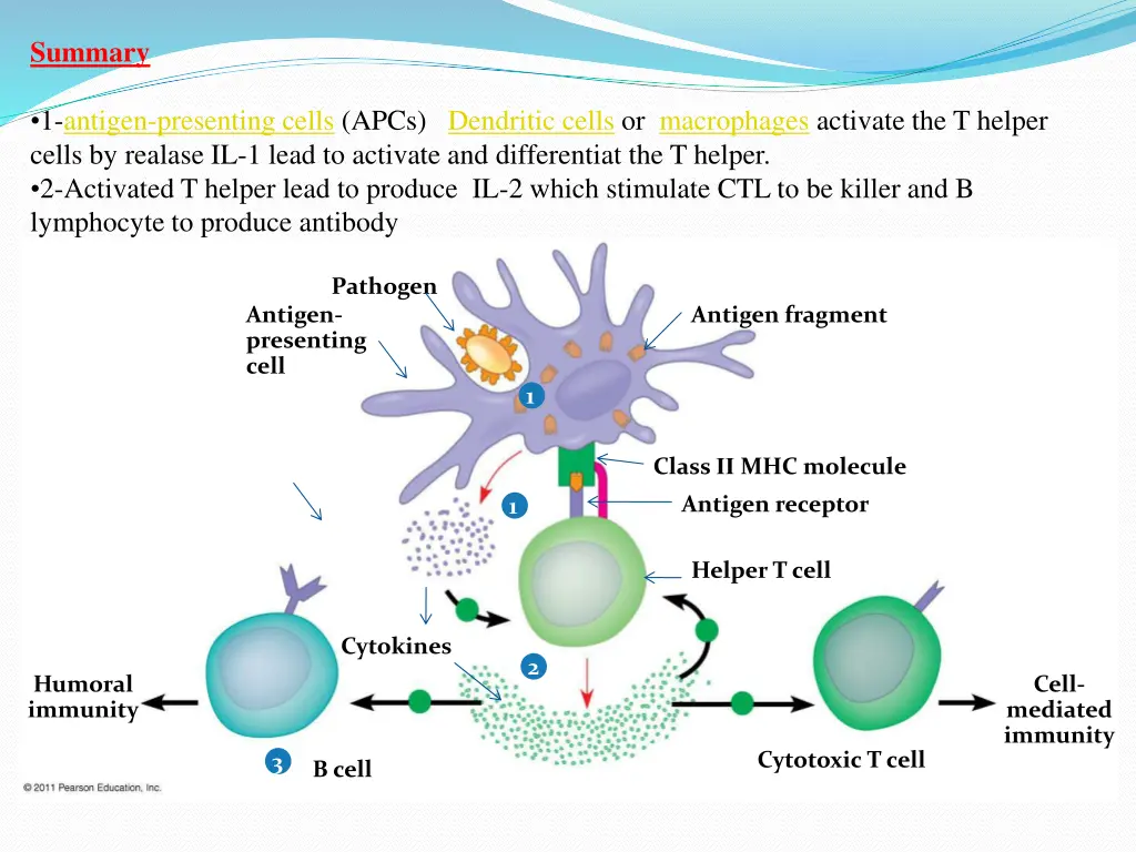 summary 1 antigen presenting cells apcs dendritic