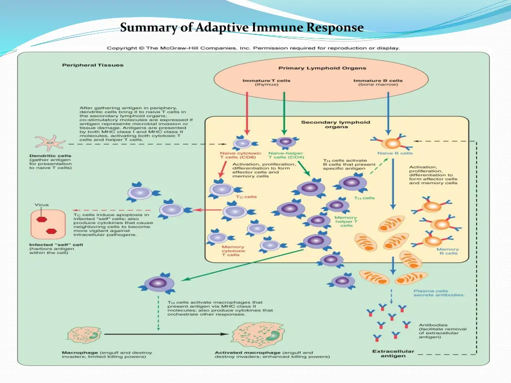 summary of adaptive immune response