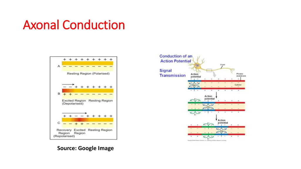 axonal conduction axonal conduction 1