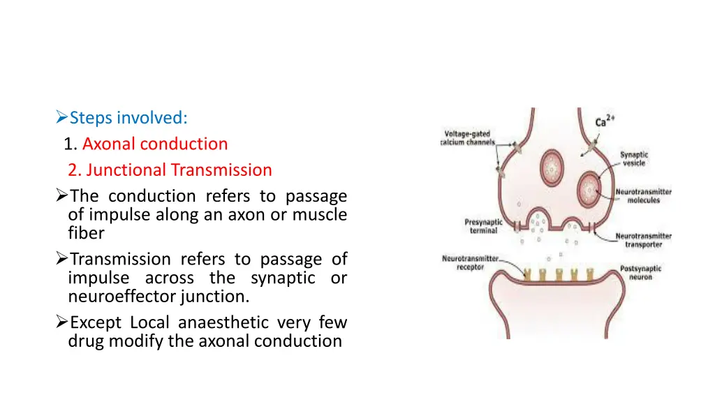 steps involved 1 axonal conduction 2 junctional
