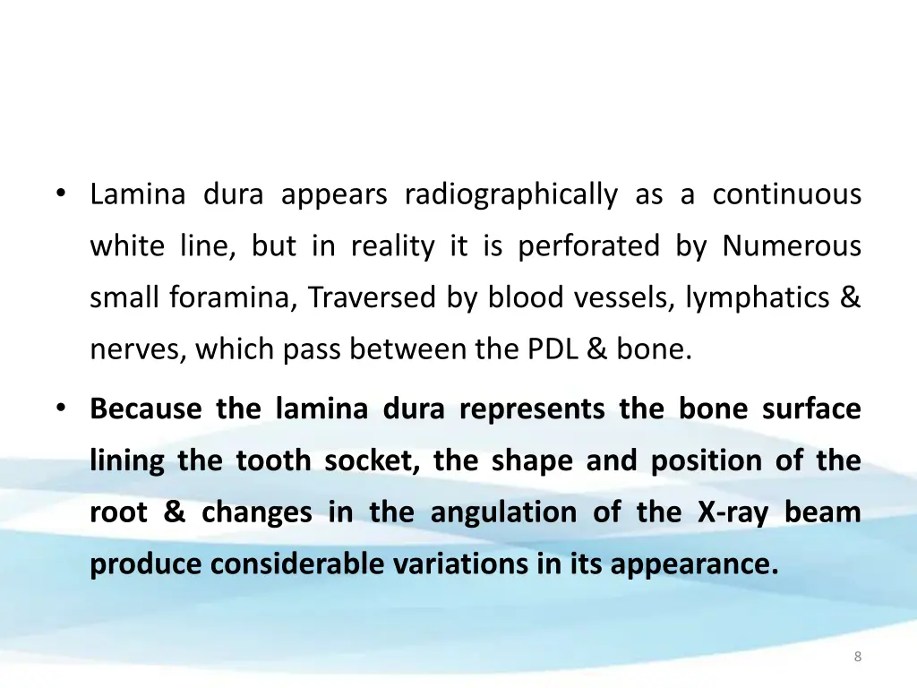 lamina dura appears radiographically