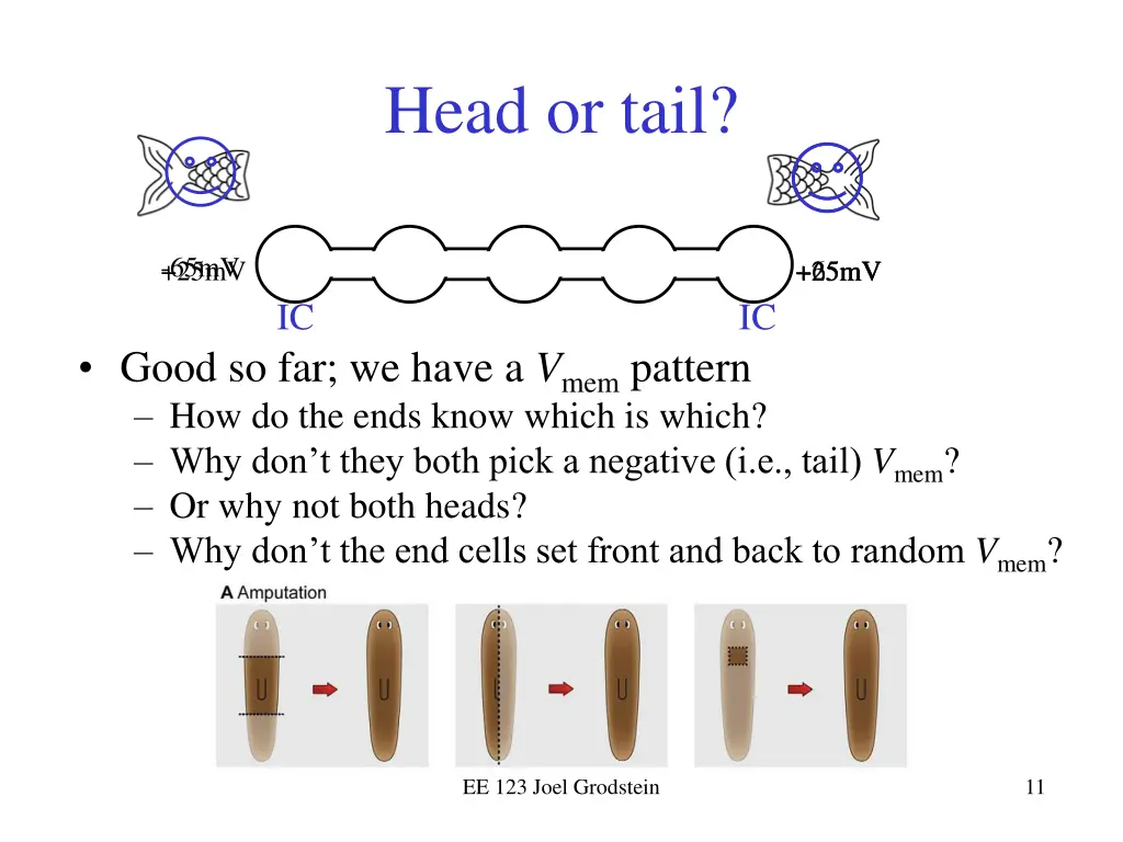 head or tail
