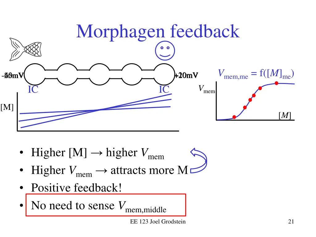 morphagen feedback