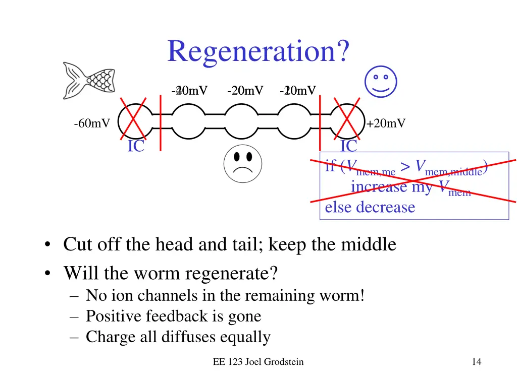 regeneration