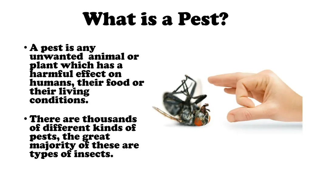 what is a pest