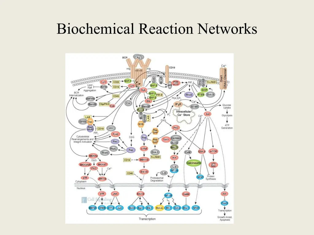 biochemical reaction networks