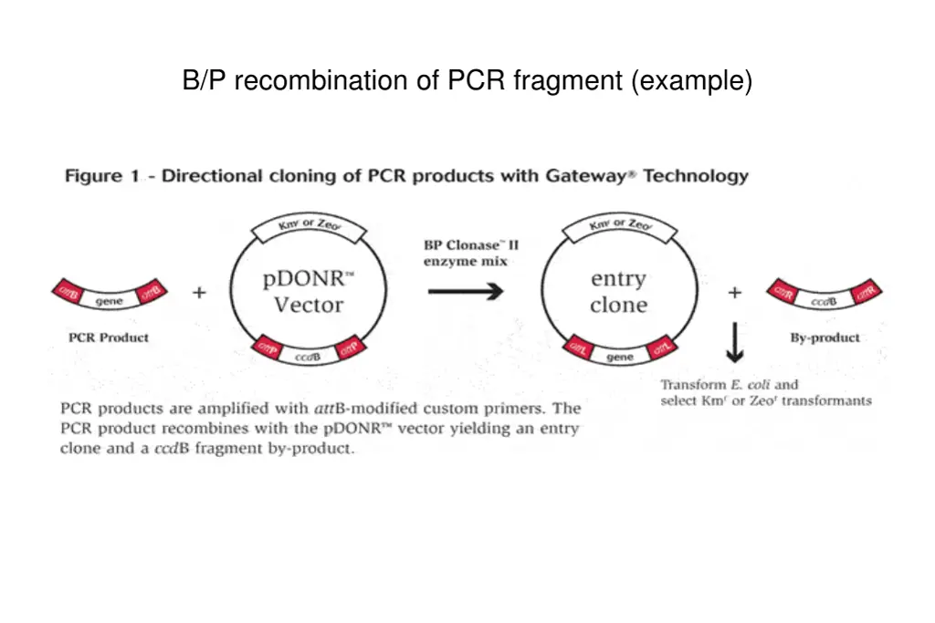 b p recombination of pcr fragment example 1