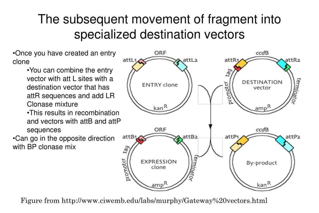 the subsequent movement of fragment into