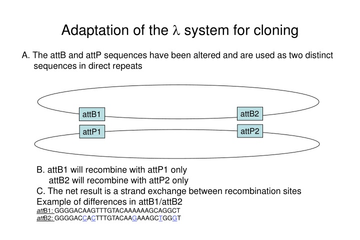 adaptation of the system for cloning