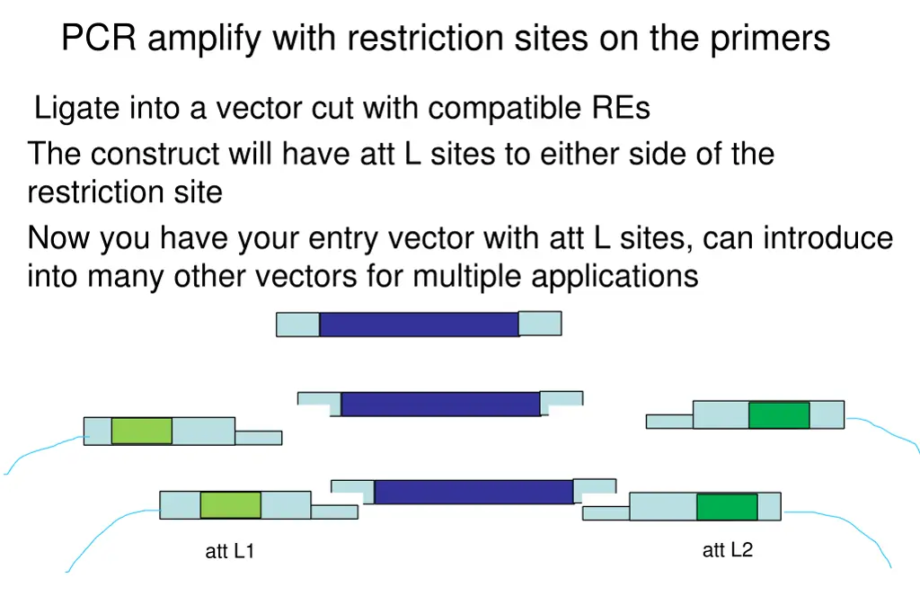 pcr amplify with restriction sites on the primers