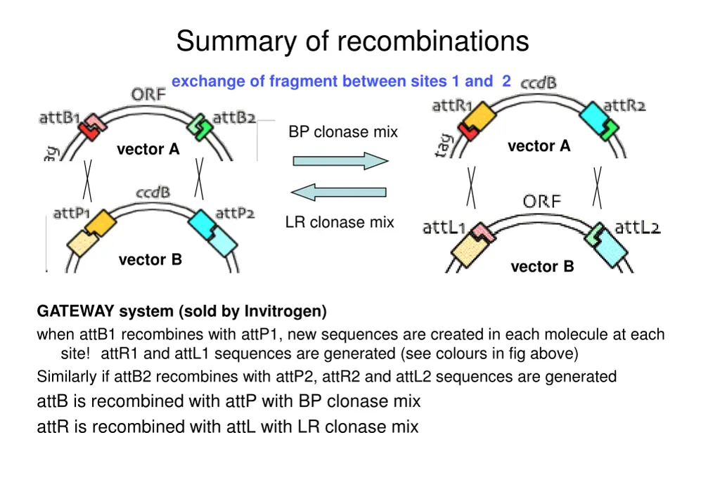 summary of recombinations