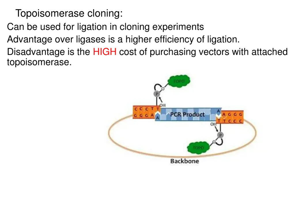 topoisomerase cloning can be used for ligation