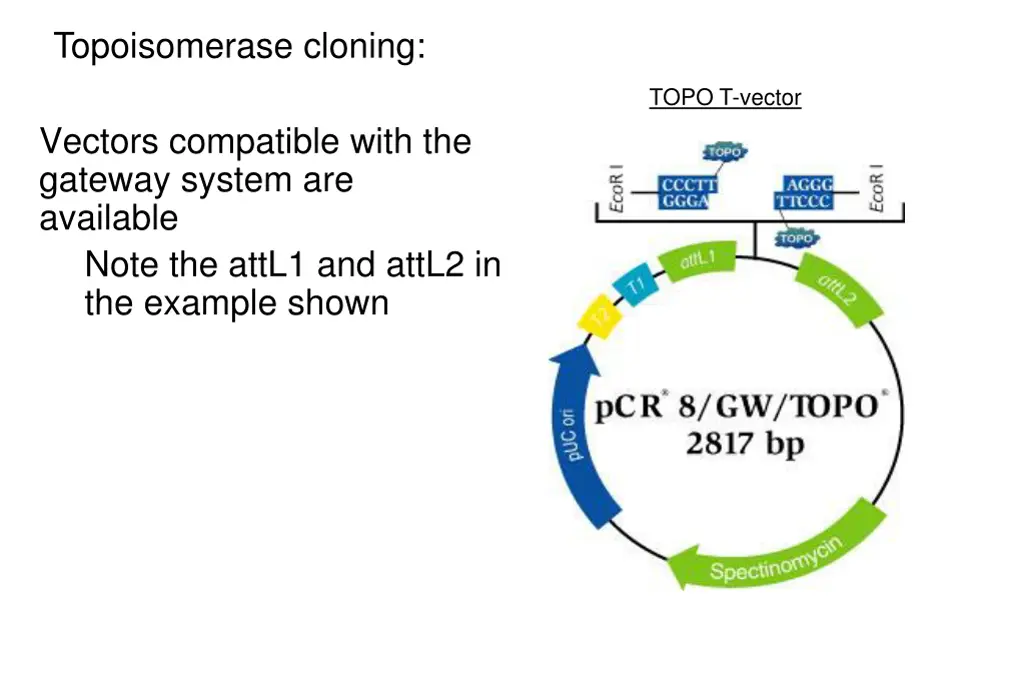 topoisomerase cloning