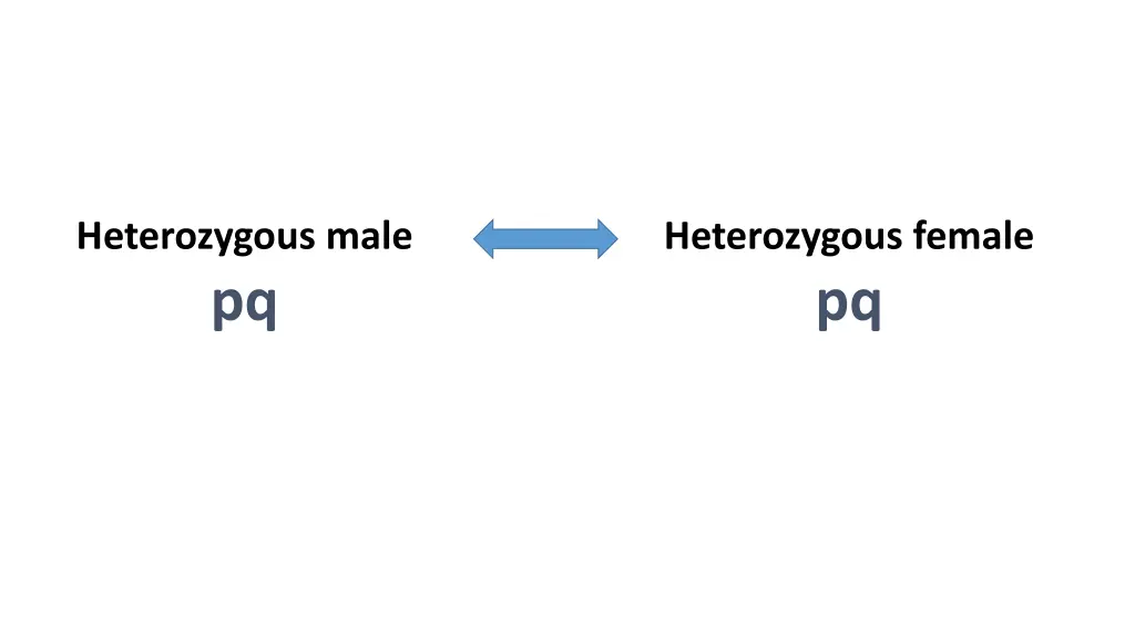 heterozygous male pq