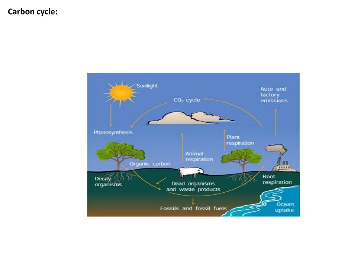 carbon cycle